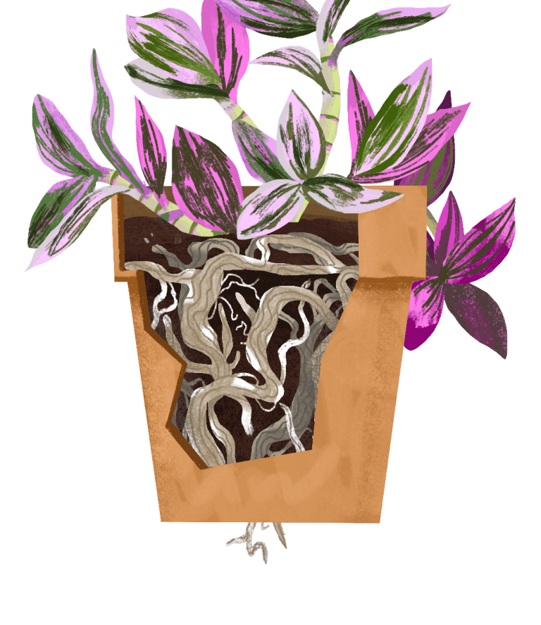 Tradescantia Nanouk Plant Care Guide